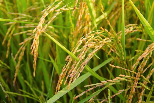 فوائد الأرز العلاجية