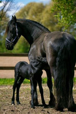 تفسير حلم الحصان الأسود 