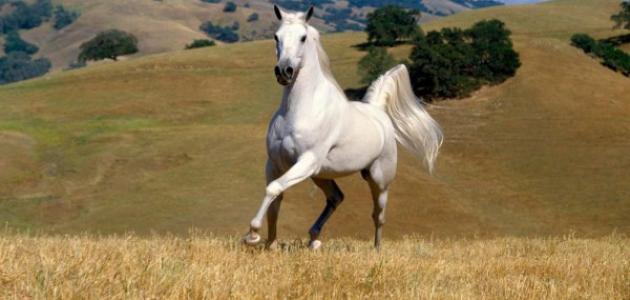 تفسير حلم الحصان الأبيض