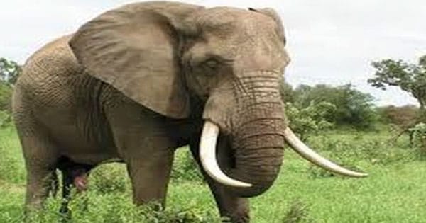 ماهو معنى رؤية الفيل فى المنام؟
