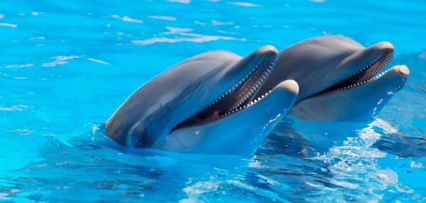 تفسير حلم الدلفين يسبح في الماء .