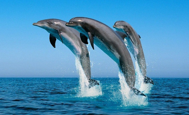 الدلفين في المنام للامام الصادق