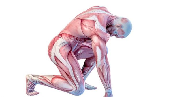 انواع العضلات في جسم الانسان
