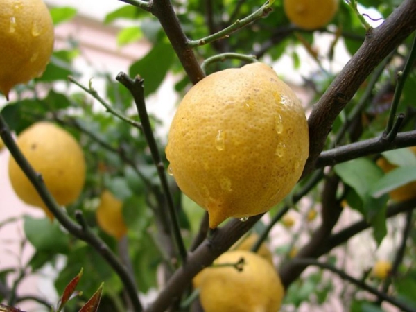 تفسير حلم الجوافة في المنام للعزباء