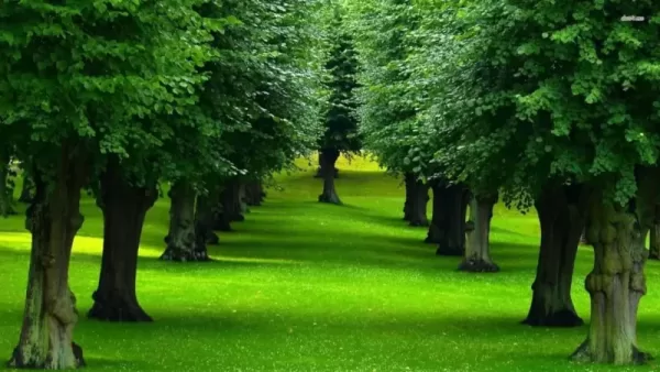 تفسير حلم الأشجار الخضراء للمتزوجة