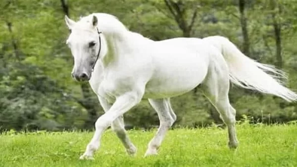 تفسير حلم الحصان في المنام للحامل بالتفصيل