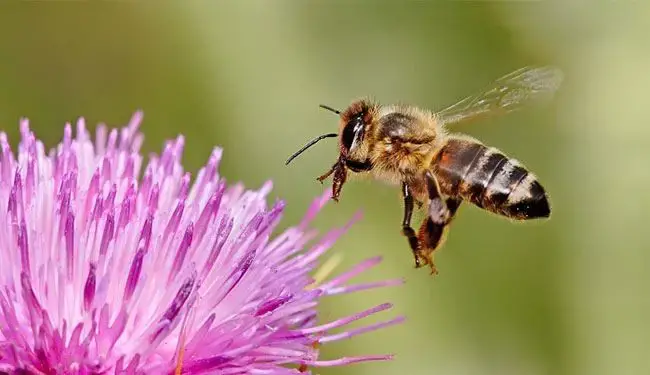 تفسير حلم لسعة النحل في اليد